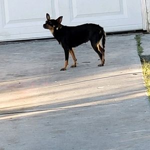 Meet your Posher, Dani